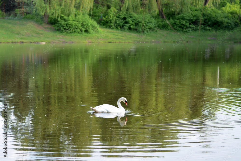 White swan is swimming in the lake