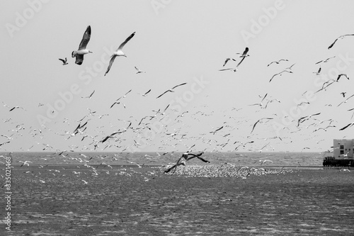 Seagulls flying with blue sky background at Bangpoo Samut Prakarn Thailand photo