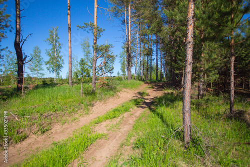 country road at the edge of a pine forest