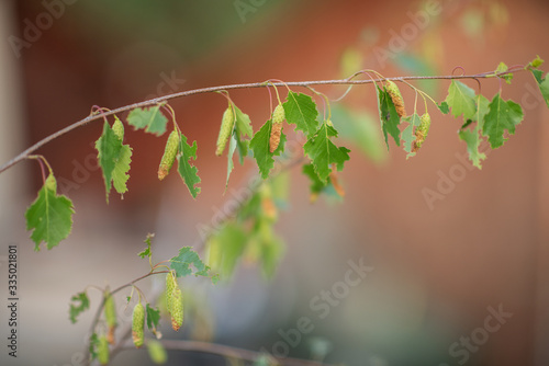 Foto Byctiscus betulae betula pendula parasite insect