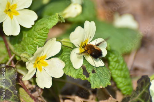 Bee-fly, Bombylius major on Primrose flower. Dark-edged bee-fly on wildflower
