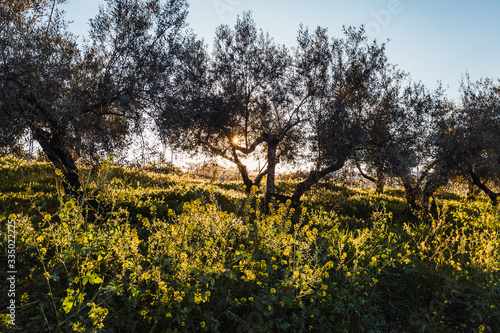 Olive grove in the countryside with yellow flowers and dandelions in the spring sun.