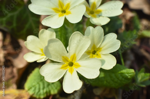 Primrose  Detail of flower of Primula vulgaris. The common primrose or English primrose  European healthy flowering. Herbal medicine