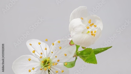 Macro time lapse apple tree flowers opening on white background close-up