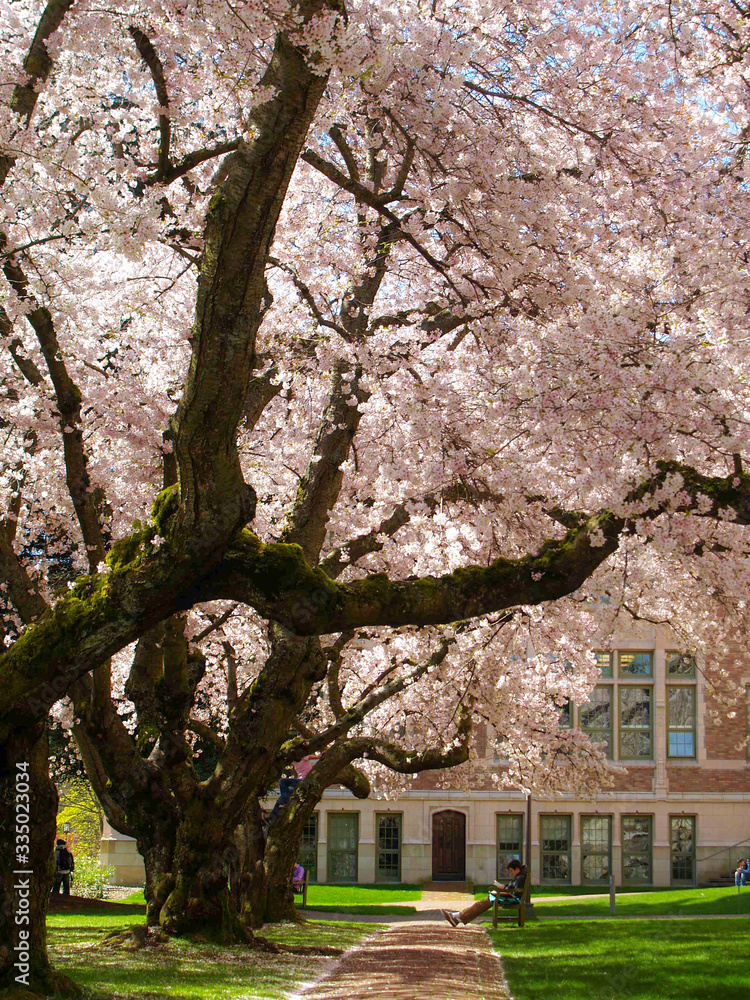 Cherry blossoms blooming in bright sunlight on campus. Cherry blossoms blooming in bright sunlight on campus.