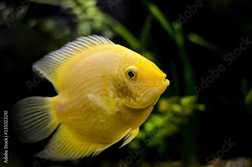 Cichlasoma severum yellow in the aquarium