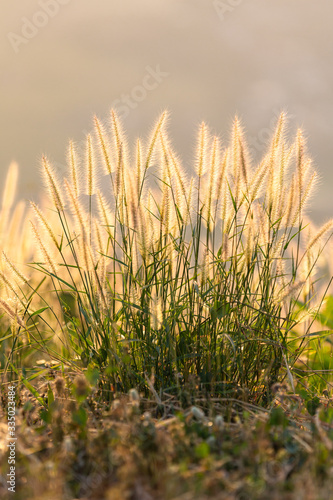 Dry Yellow Grass Meadow In Sunset