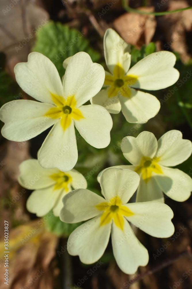 Fototapeta premium Primrose, Detail of flower of Primula vulgaris. The common primrose or English primrose, European healthy flowering. Herbal medicine