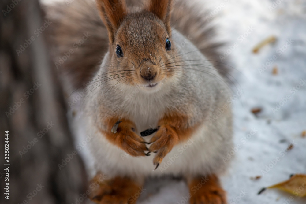 squirrel nibbles on seeds. Close-up squirrel nibbles on seeds. Close-up