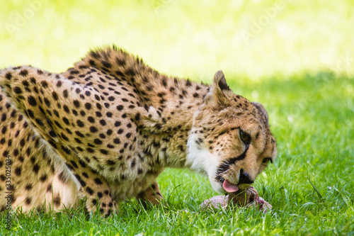 Gepard (Acinonyx jubatus) photo