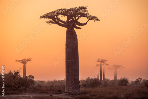 Fototapeta Beautiful Baobab trees at sunset at the avenue of the baobabs in Madagascar