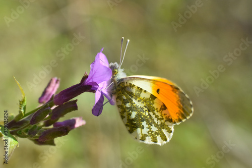 The orange tip butterfly (Anthocharis cardamines) on wildflower. Orange Tip butterfly, spring background photo