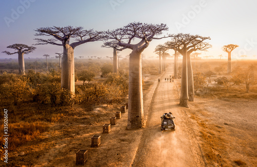 Canvas Print Beautiful Baobab trees at sunset at the avenue of the baobabs in Madagascar