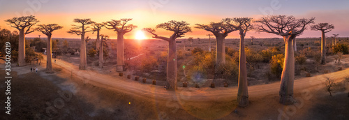 Fotografie Beautiful Baobab trees at sunset at the avenue of the baobabs in Madagascar