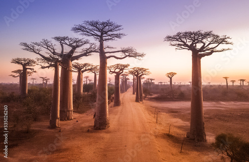 Beautiful Baobab trees at sunset at the avenue of the baobabs in Madagascar