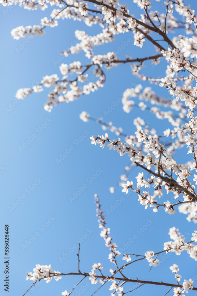 Outdoor spring mountain apricot blossom and blue sky,Armeniaca sibirica (Linn.) Lam. Outdoor spring mountain apricot blossom and blue sky,Armeniaca sibirica (Linn.) Lam.