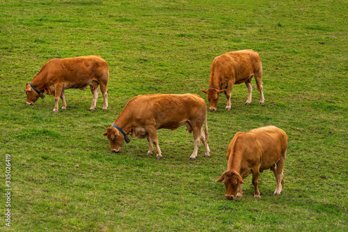 Four brown cows pasturing on the green hill on cloudy day. Basque Country, Spain.