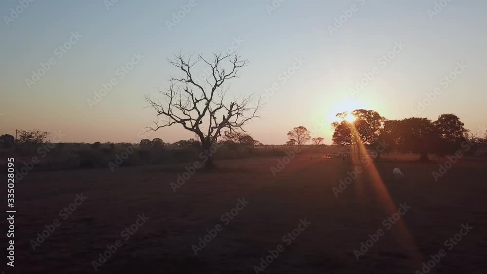 custom made wallpaper toronto digitalPantanal - Brazil 01