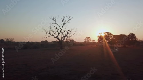 Wallpaper Mural Pantanal - Brazil 01 Torontodigital.ca