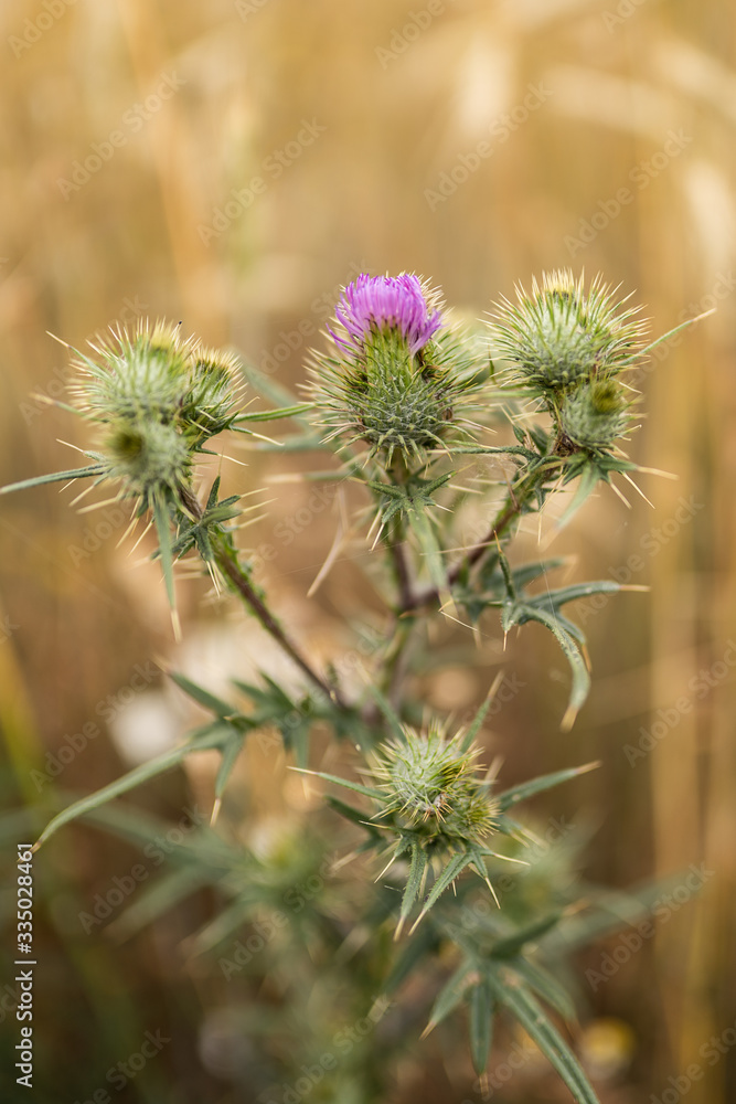 Carduus genus flowering plants aster family, Asteraceae, and the tribe Cynareae, one of two genera considered to be true thistles, the other being Cirsium. Carduus genus flowering plants aster family, Asteraceae, and the tribe Cynareae, one of two genera considered to be true thistles, the other being Cirsium.