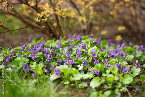 Fototapeta Naklejka Na Ścianę i Meble -  beautiful blue flowers in the garden