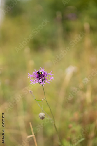 wild flower purple flower head on a meadow with pollinating bee 