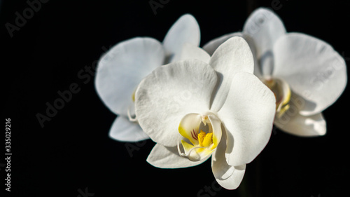 Incredibly beautiful white plant close-up  fresh orchid