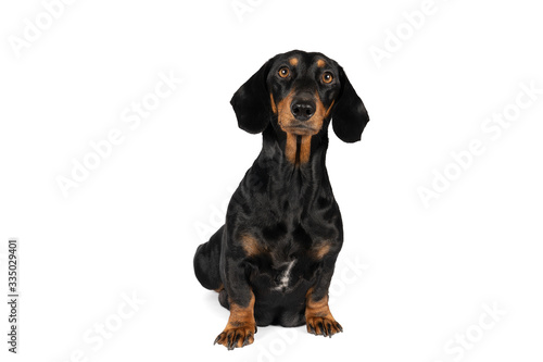 Portrait of a black and tan dachshund dog sitting isolated on a white background © Leoniek