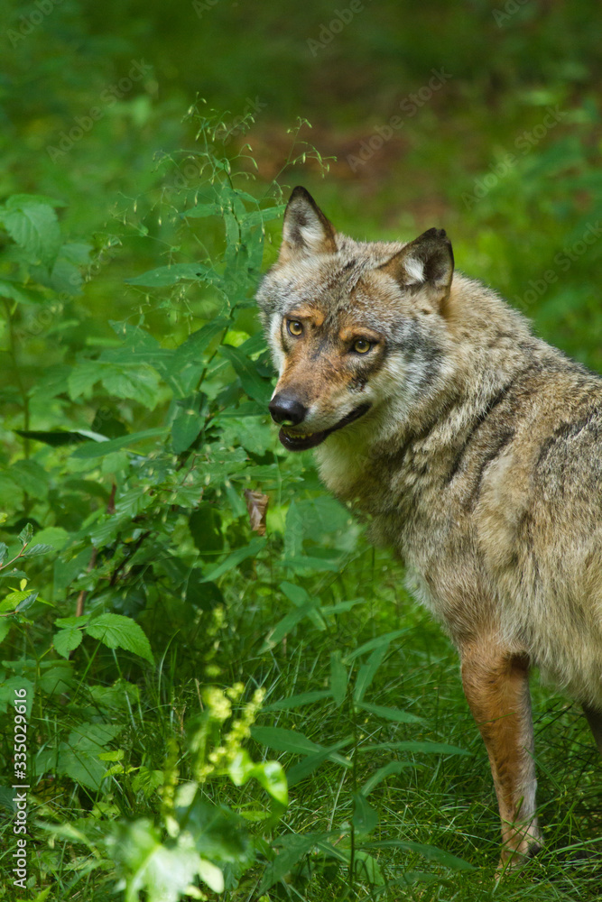 Wolf oder Grauwolf (Canis lupus)