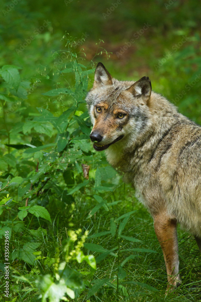 Wolf oder Grauwolf (Canis lupus) Wolf oder Grauwolf (Canis lupus)