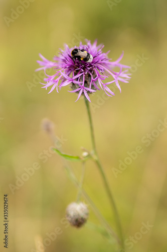 wild flower purple flower head on a meadow with pollinating bee 