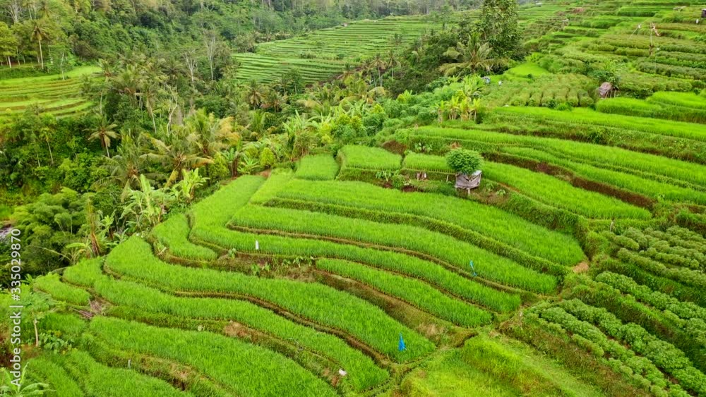 Indonesia, Bali. Rice fields and terraces surrounded by rain forest and hills. Aerial 4k footage Indonesia, Bali. Rice fields and terraces surrounded by rain forest and hills. Aerial 4k footage
