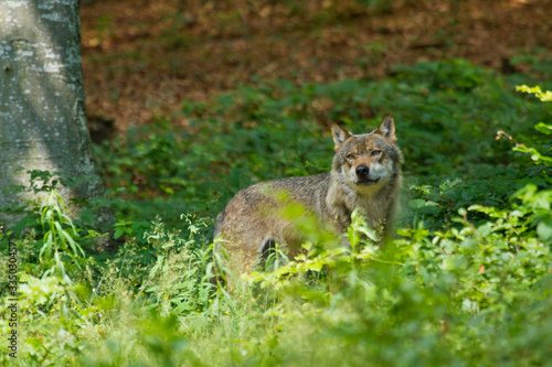 Wolf oder Grauwolf  Canis lupus  in Deutschland