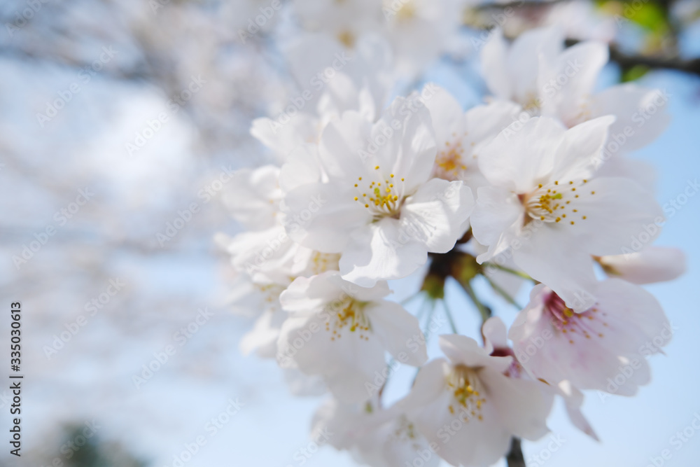 美しく白色に咲いた弾けるような桜