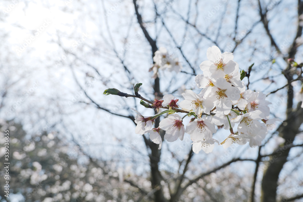 満開に咲いた桜の塊