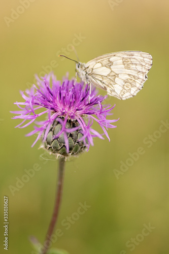 Melanargia galathea, the marbled white, a butterfly family Nymphalidae sitting on a purple wild meadow flower 