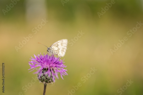 Melanargia galathea, the marbled white, a butterfly family Nymphalidae sitting on a purple wild meadow flower  © Lumistudio