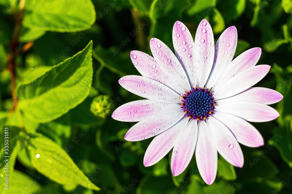 osteospermum osteospermum
