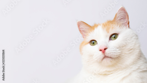 Cute white cat portrait at white background with copy space. Banner