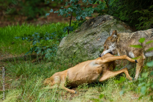 Wolf oder Grauwolf (Canis lupus) © Jearu