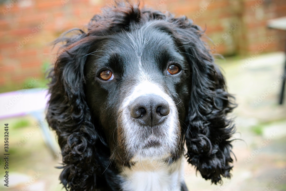 Black and white cocker spaniel dog Black and white cocker spaniel dog