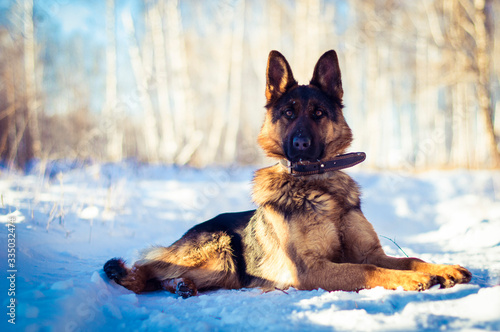 Dog in snow © Evgenia