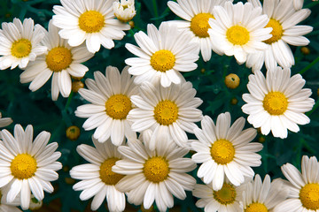 Lovely blossom daisy flowers background. Sunny meadow closeup.