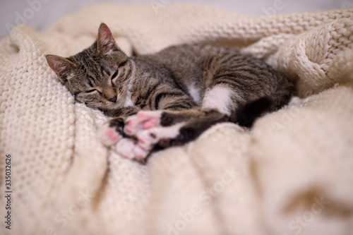 Beautiful and very cute striped pet cat lies and sleeps on the coverlet