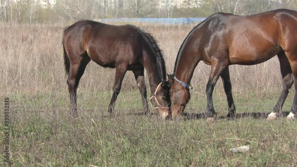 Horses on the farm in early spring Horses on the farm in early spring