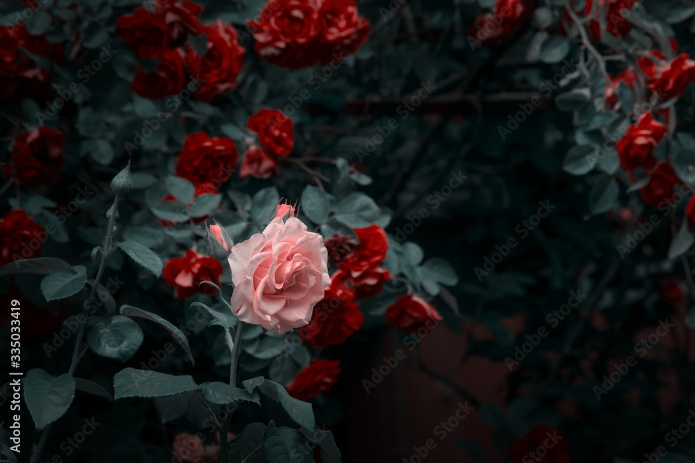 Blooming pink and red rose flowers in mystical garden on mysterious fairy tale spring or summer floral background, fantasy nature dreamy landscape toned in low key, dark tones and shades