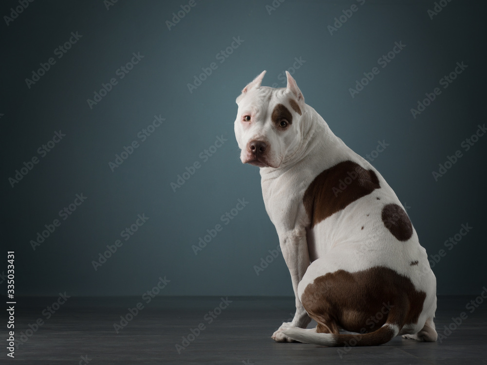 The dog sits with its back, turned away and looks at the camera. Beautiful spotted pit bull terrier. White-red color.