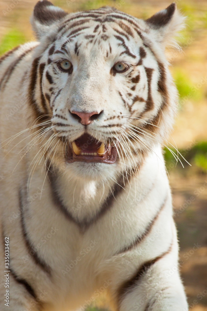 Fototapeta premium Weißer Bengal-Tiger (Panthera tigris tigris)