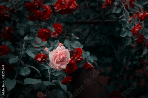 Fototapeta Naklejka Na Ścianę i Meble -  Blooming pink and red rose flowers in mystical garden on mysterious fairy tale spring or summer floral background, fantasy nature dreamy landscape toned in low key, dark tones and shades