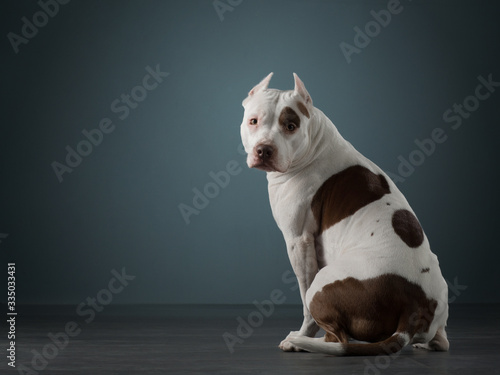 Slika na platnu The dog sits with its back, turned away and looks at the camera
